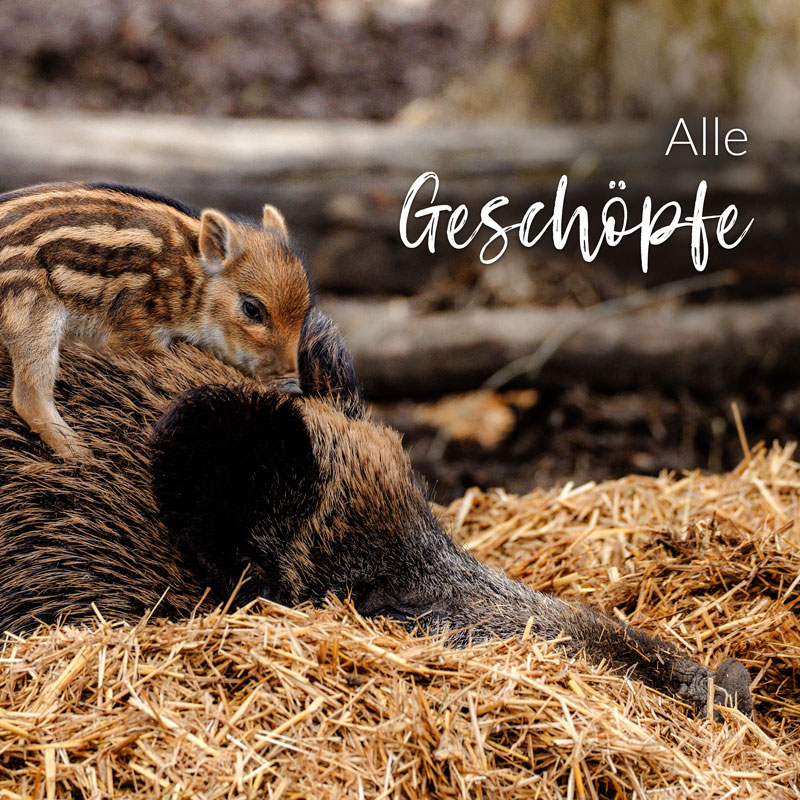 Alle Geschöpfe